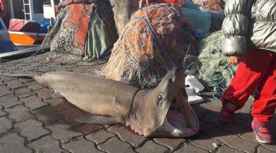 1,5 metrelik köpek balığı yakalandı