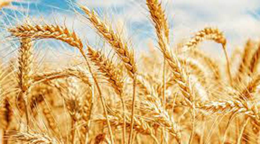 Buğday alımında rekora gidiliyor