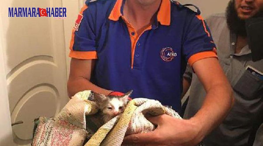 Tuvalet deliğine düşen yavru kediyi AFAD kurtardı