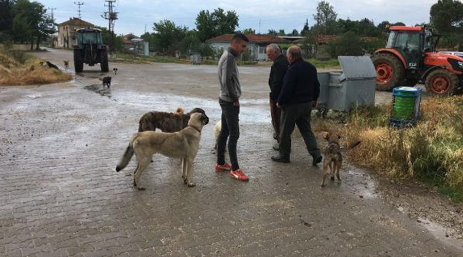 Köpekler tedavi edilerek yeniden köye bırakıldı