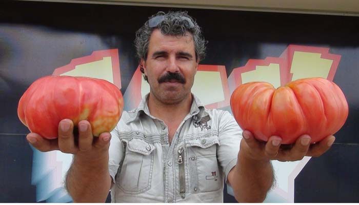 Kabak büyüklüğünde domates 