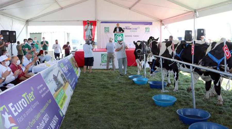 Holstein Cinsi İnek Güzellik Yarışması düzenlendi  