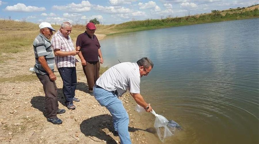 Göletlere 44 bin sazan balığı yavrusu bırakıldı