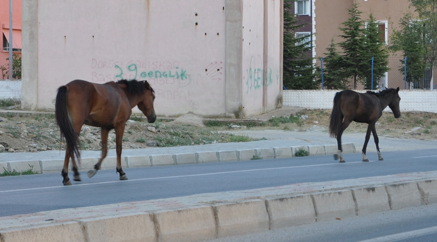  Kırklareli trafiğinde “at” tehlikesi