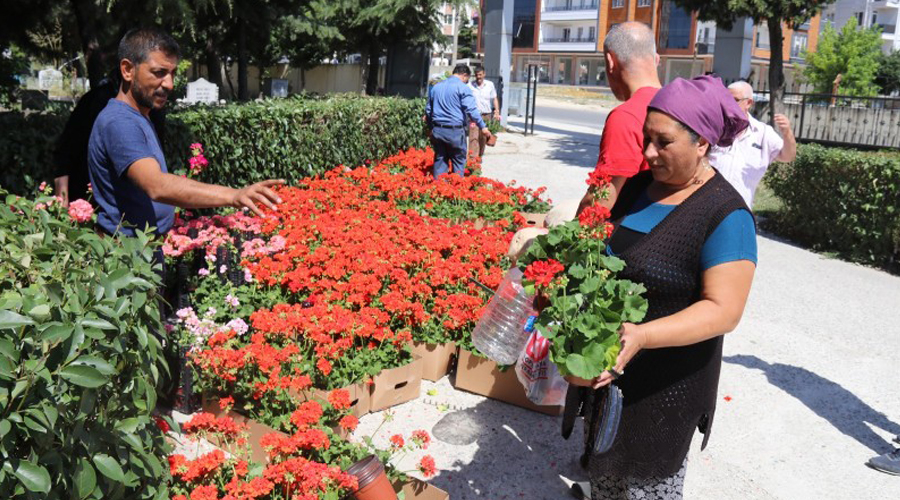 5 bin adet sardunya çiçeği dağıtıldı