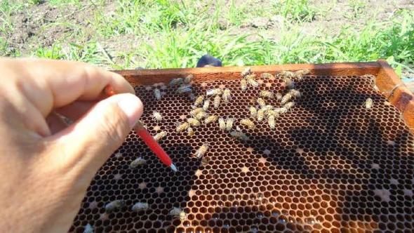 Üreticilere 443 ana arı dağıtıldı