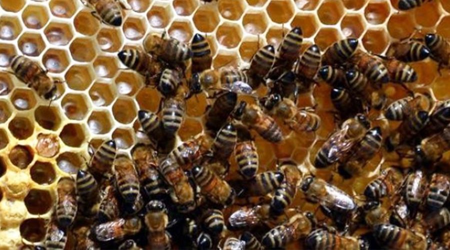 "Doğanın sürekliliği arıların faaliyetlerine bağlı"